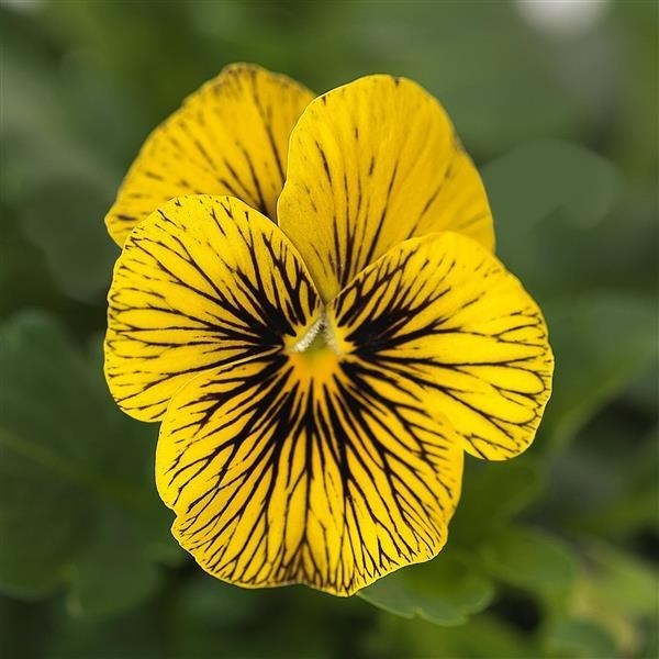 viola sorbet tiger eye